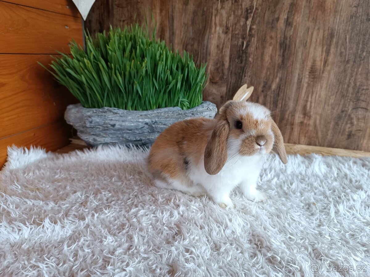 Mláďata Minilop beránků s VP