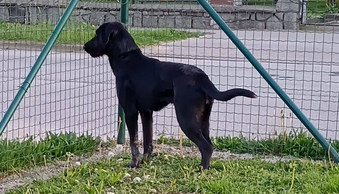 Nabídka fenky psa