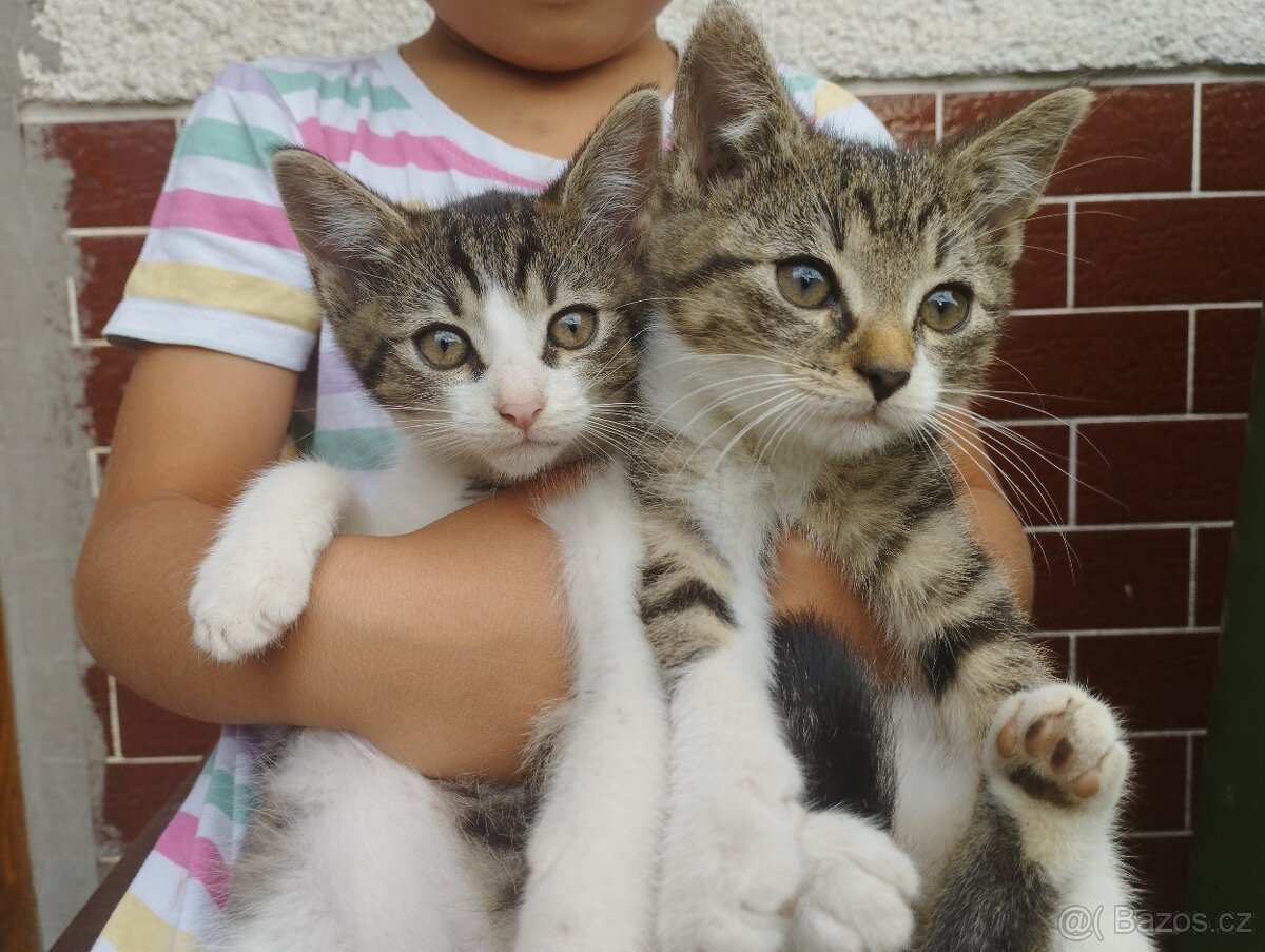 Kocourci