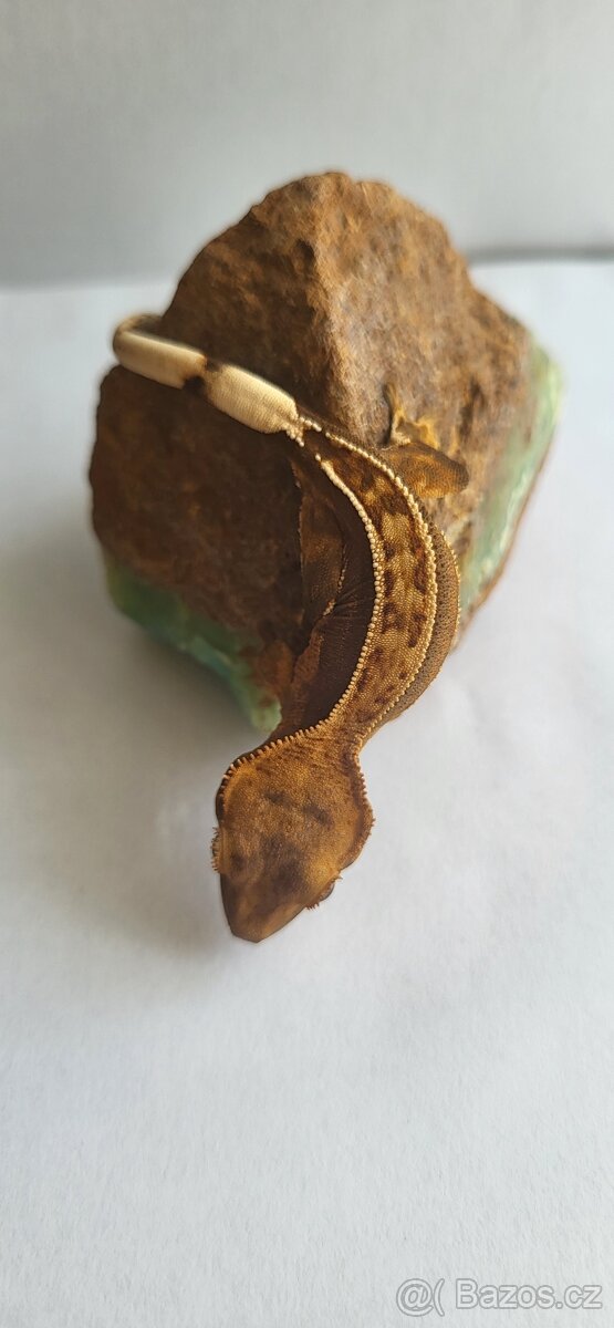 🦎 Mláďata pagekona řasnatého na prodej