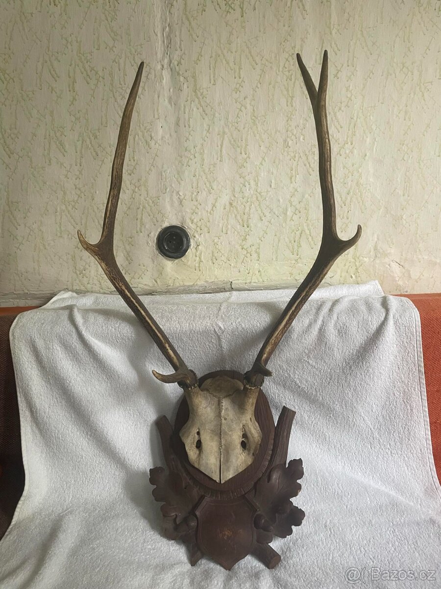 Velké paroží