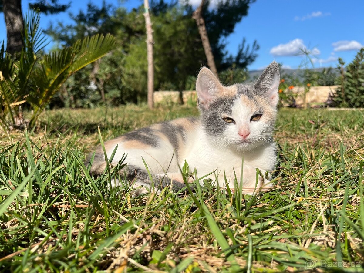 Křiženec britky -  kočička