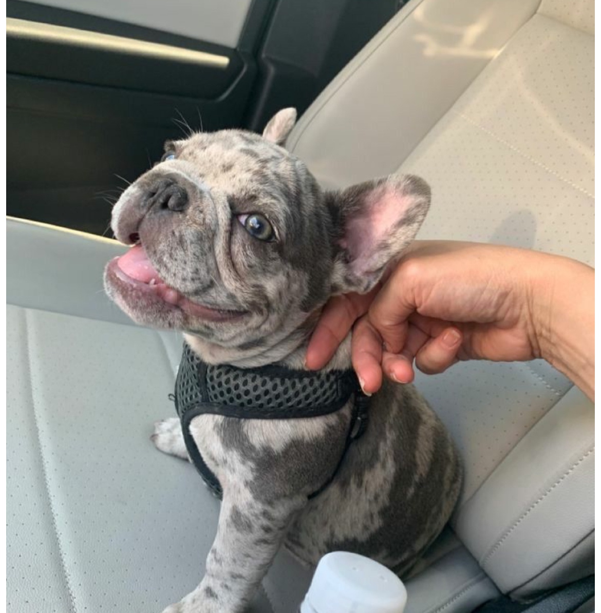 Francouzský buldoček merle pejsek