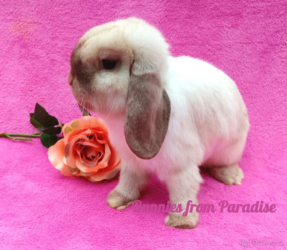 SIAMSKÝ CHLAPEČEK HLEDÁ NOVÝ DOMOV ❤️❤️❤️