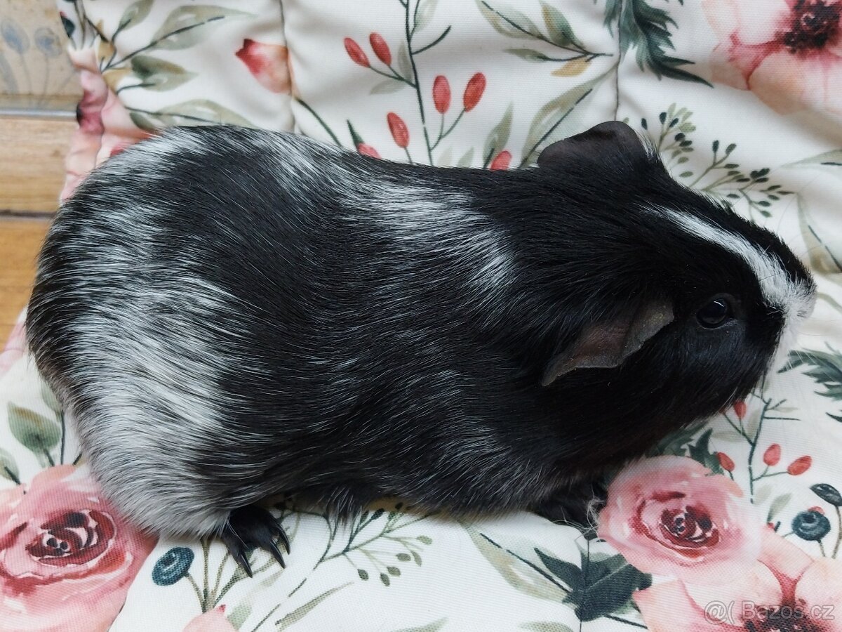 Morče, morčátko - hladké s VP