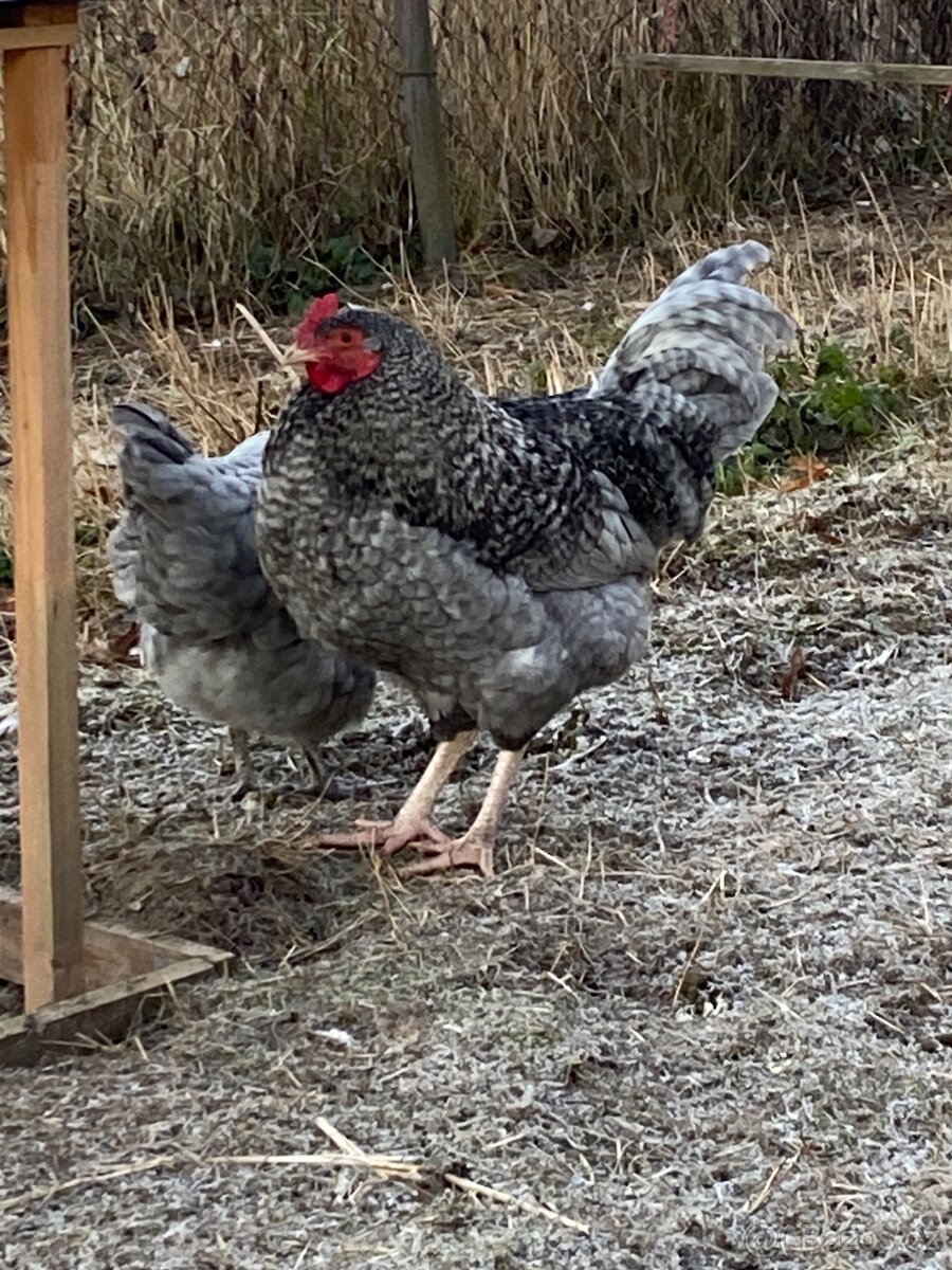 Kohout prodej/výměna