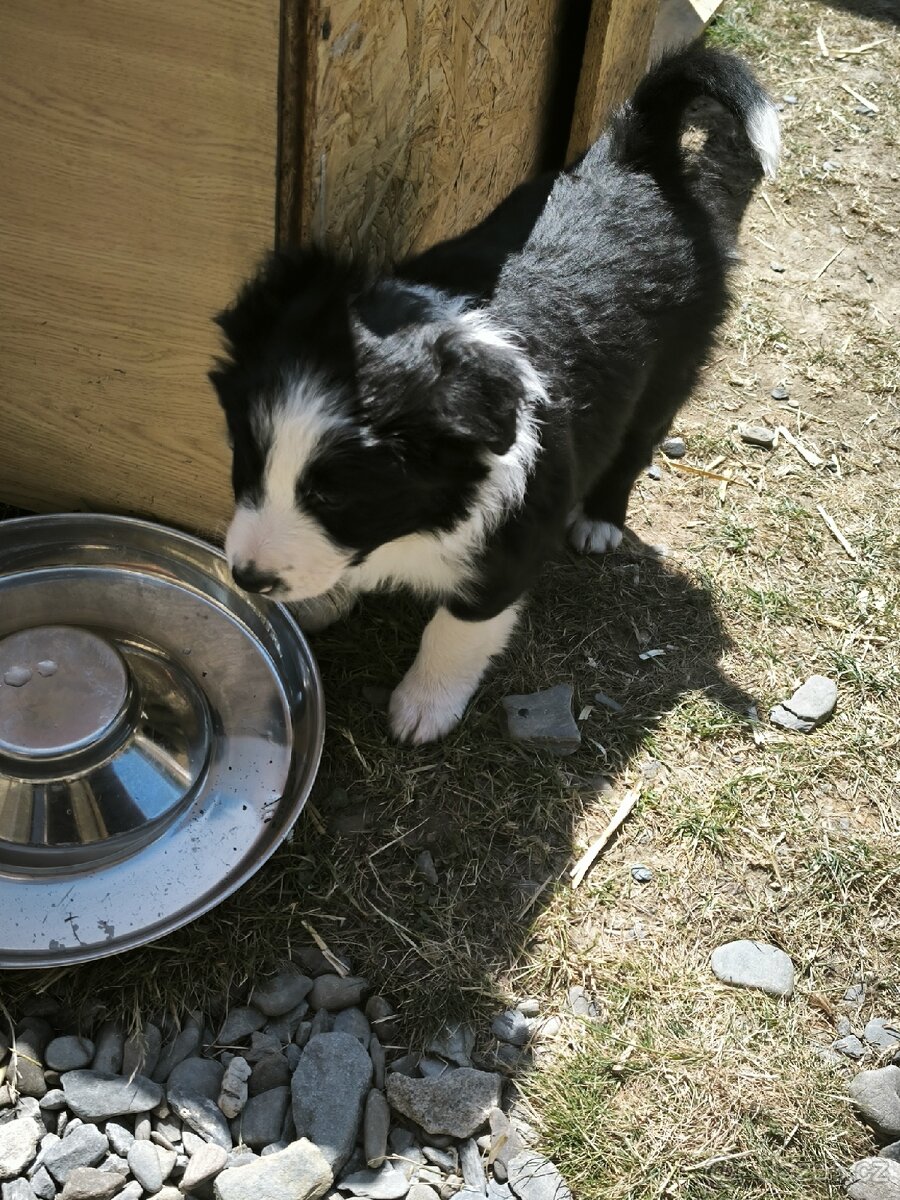 Border kolie