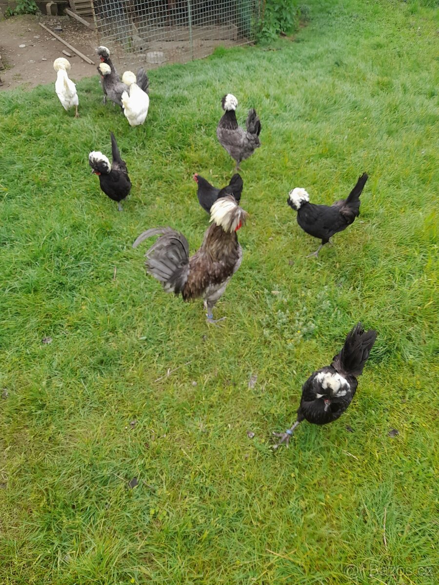 Násadová vejce velkých holanďanek