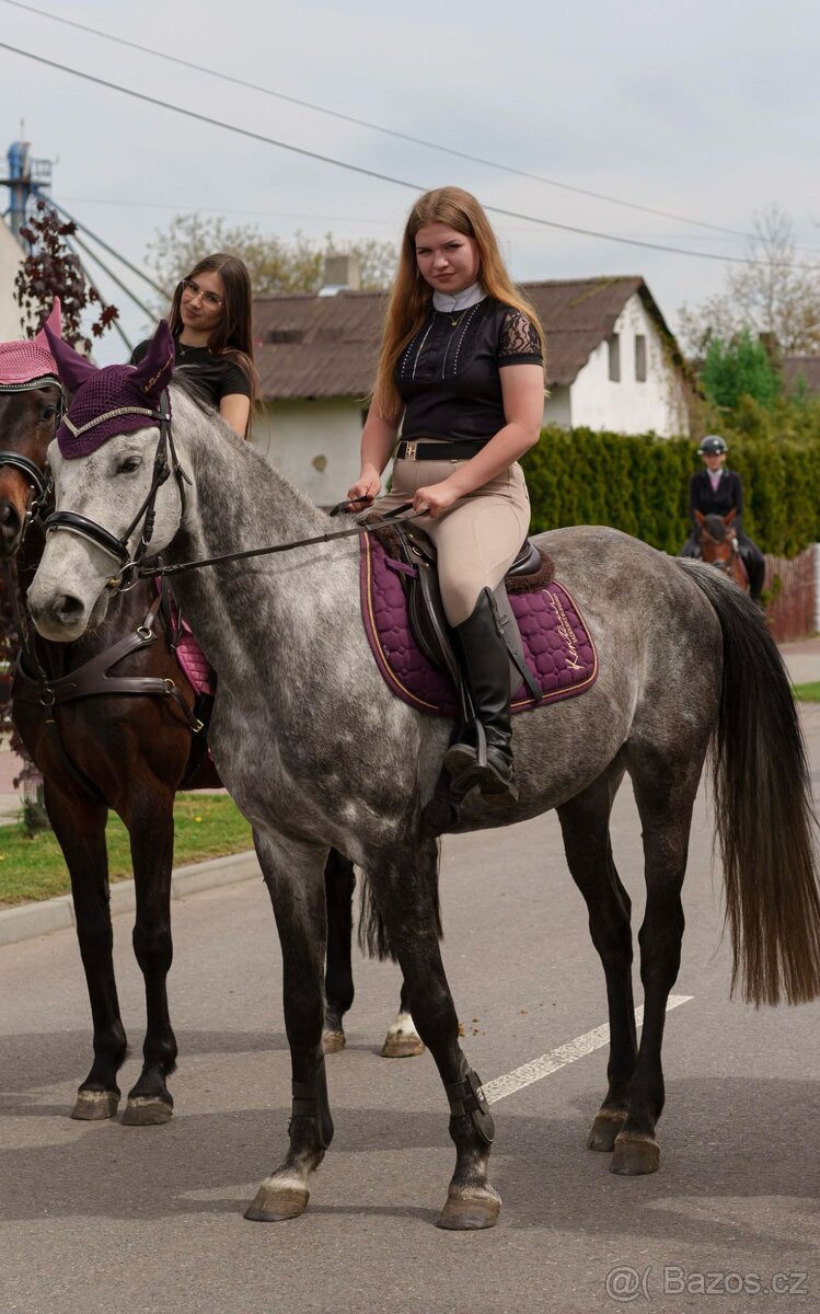 Malopolský valach, 7 let