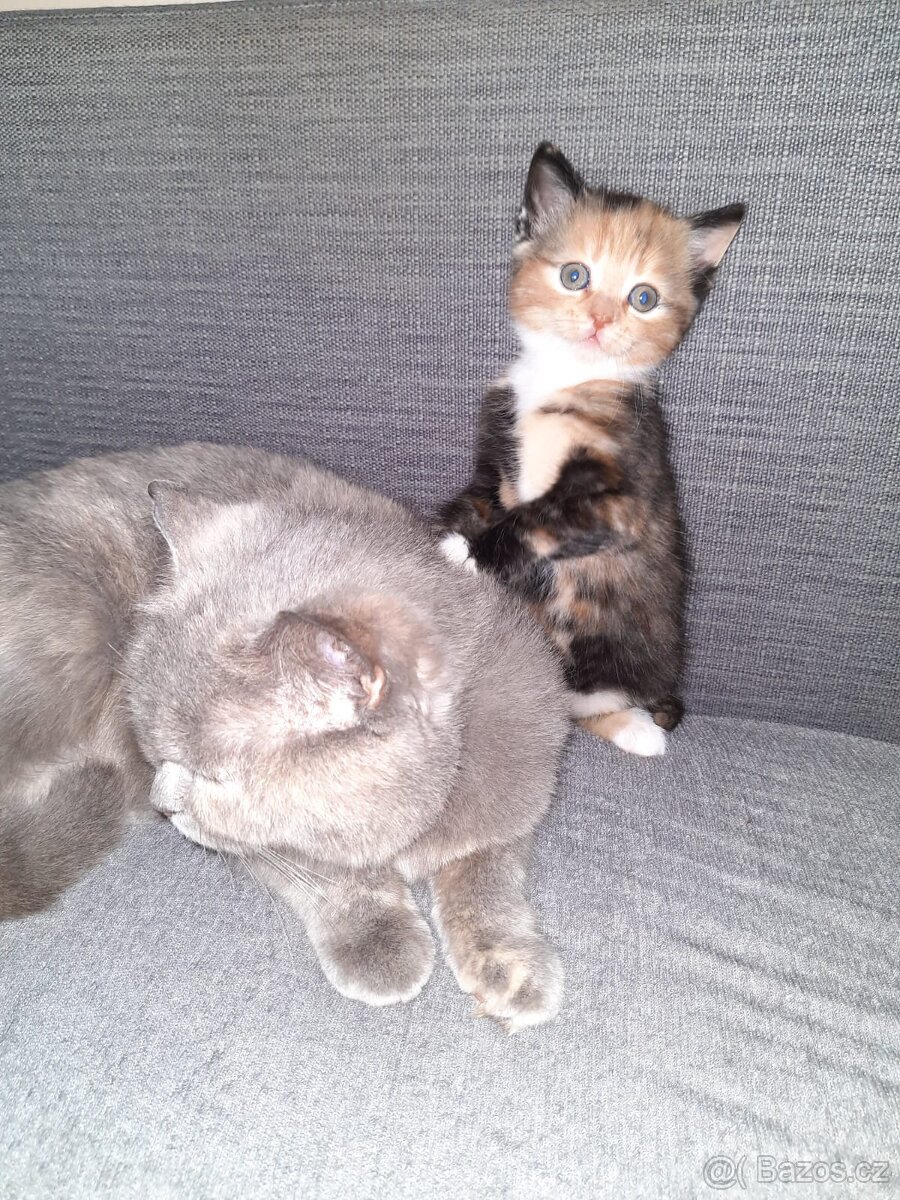 Kotata