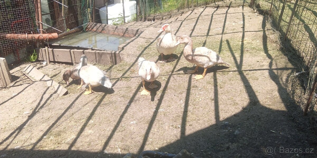 Kachna pižmová