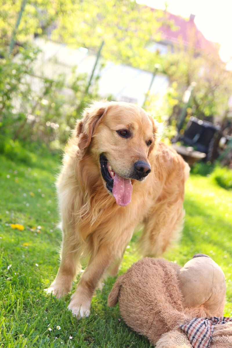 Chovný Zlatý Retriever s PP ke krytí