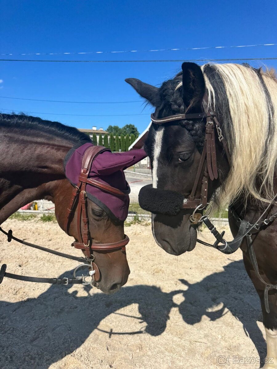 Kobylka Wesh part-bred