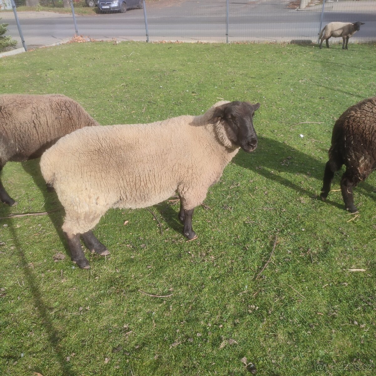 Sufolk 2 barany, 2 ovce Zwartbles