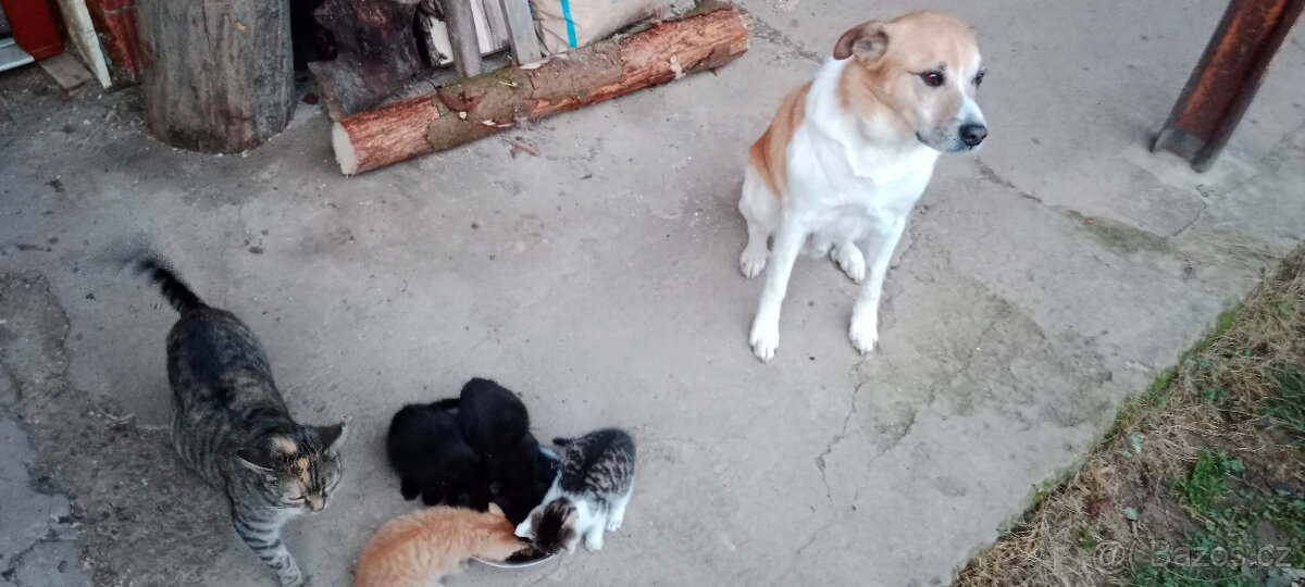 DARUJEME koťátka, koťátko, kotě, kocourka, kočičku