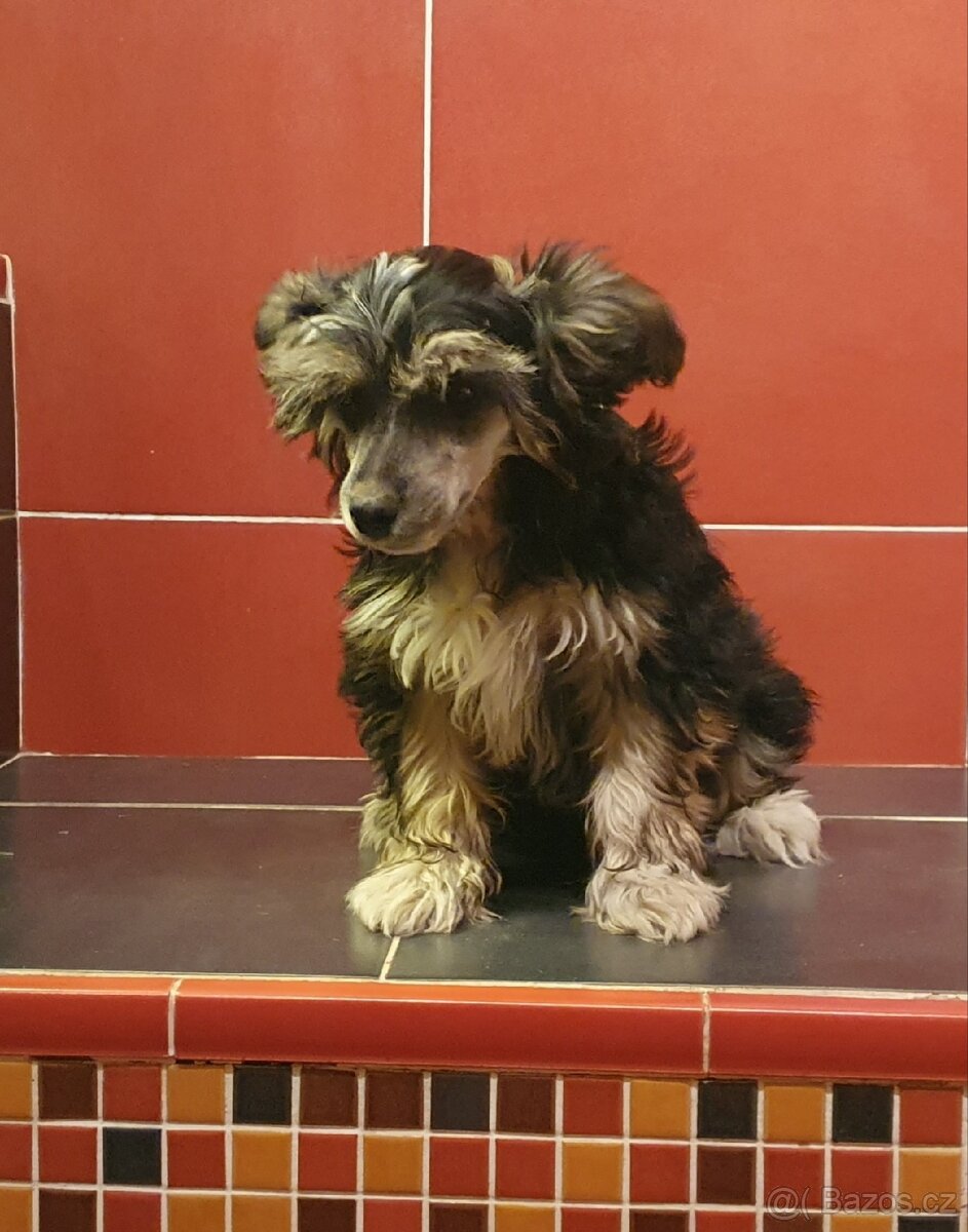 Roztomilý chlupáček