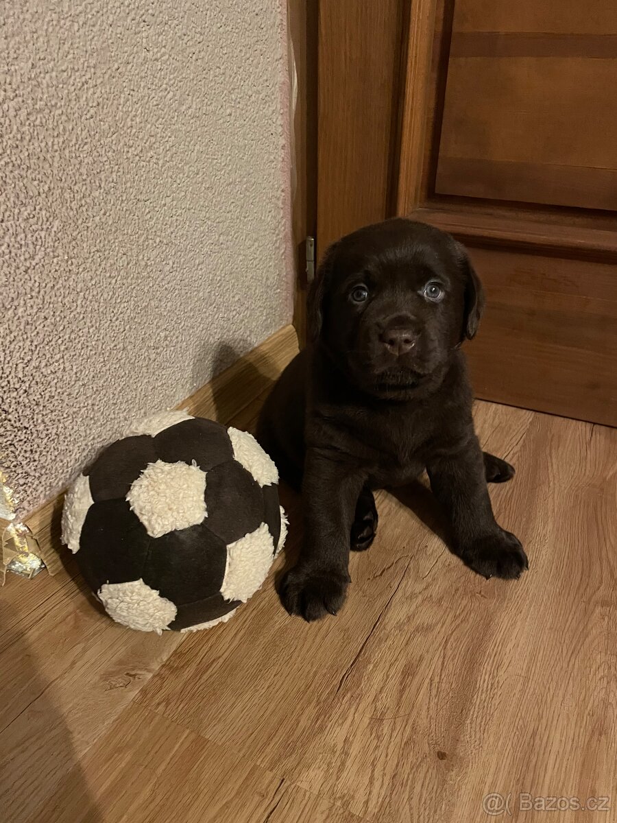 Čokoládová štěňátka labradorského retrívra s PP