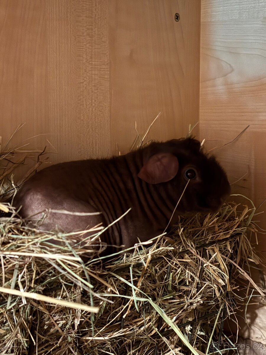 Skinny samečeks PP, mazlík