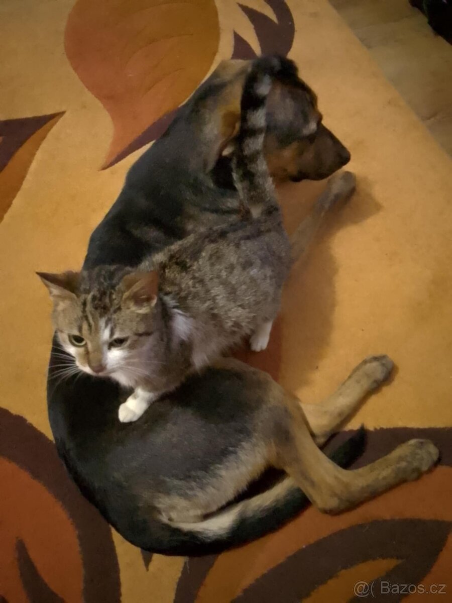 Richberg křížená s vlčákem