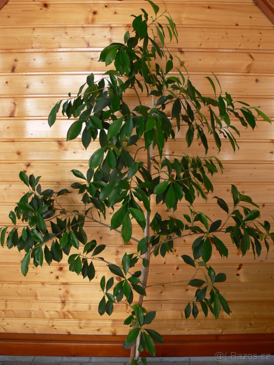 Ficus.