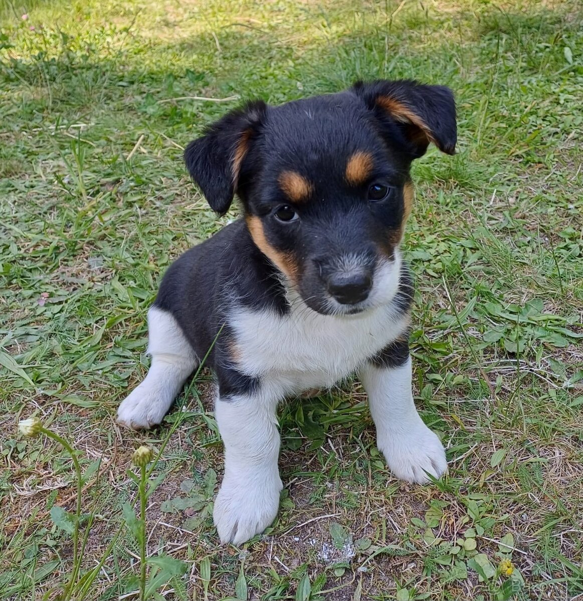 Štěňata JRT a Bernský salašnický