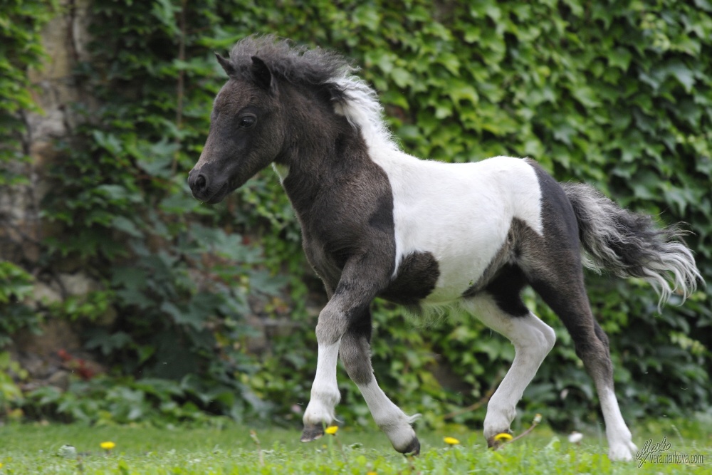 Shetland pony