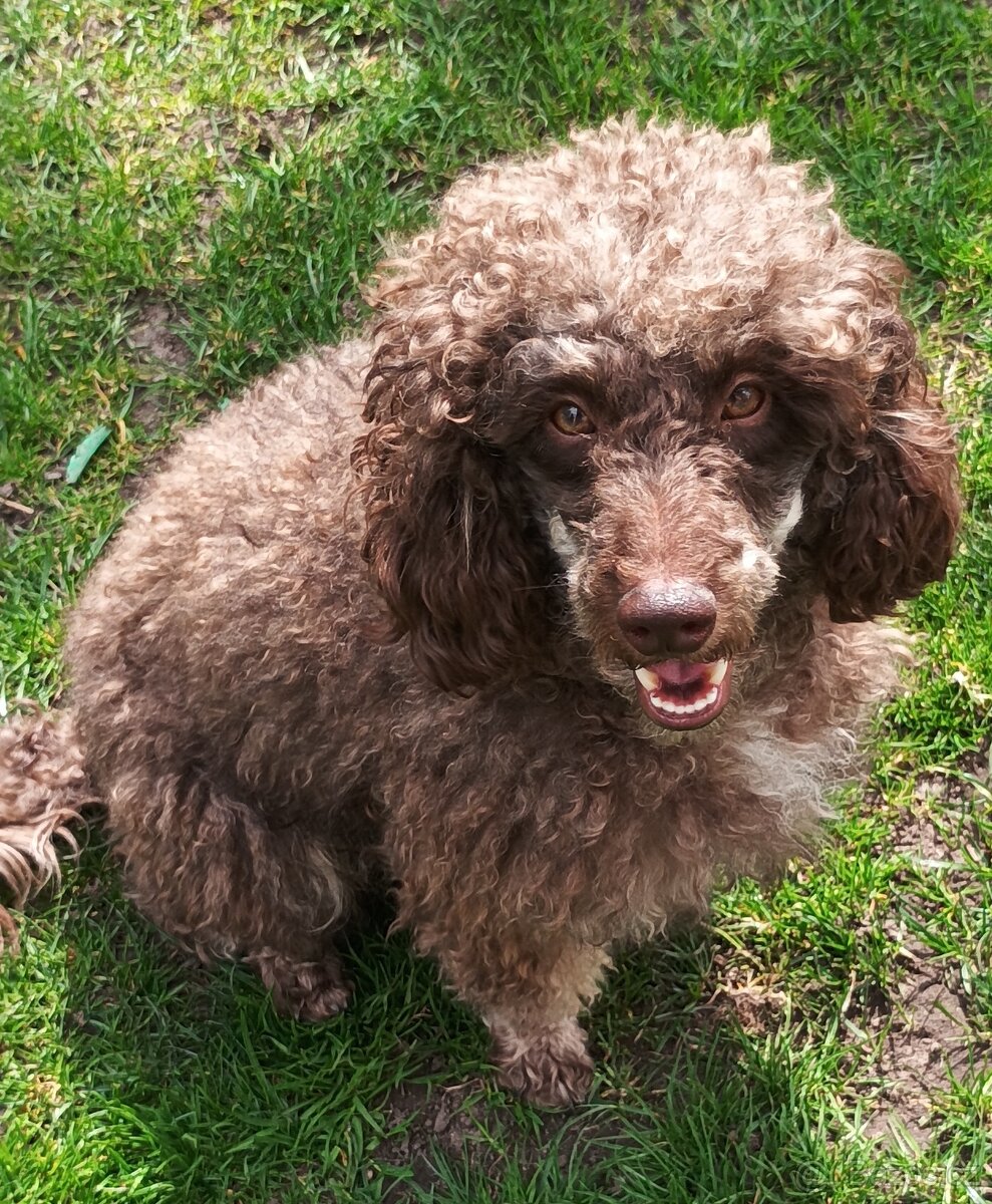 Pudlik