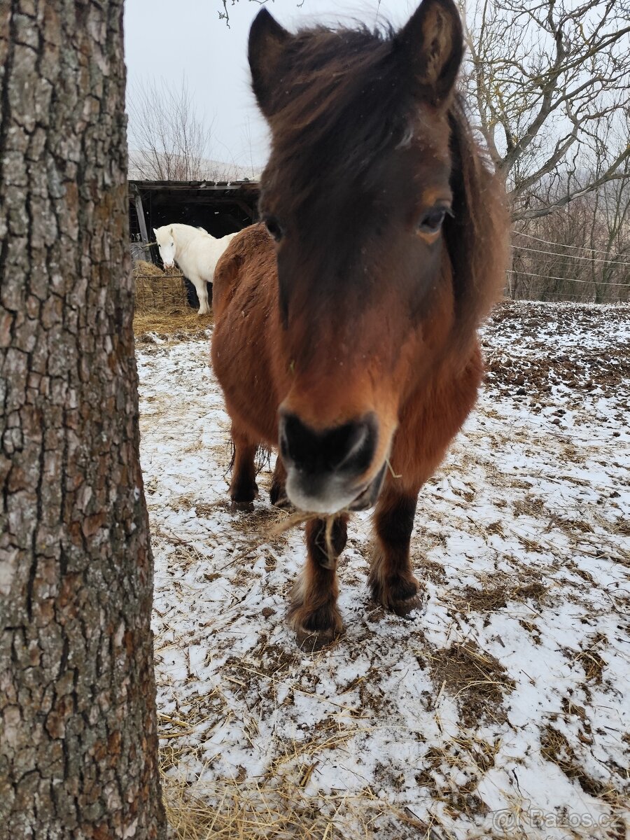 Hledám poníka
