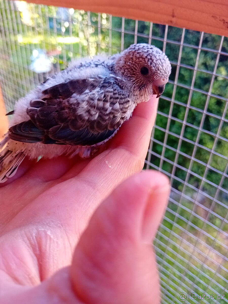 Andulky blackwing