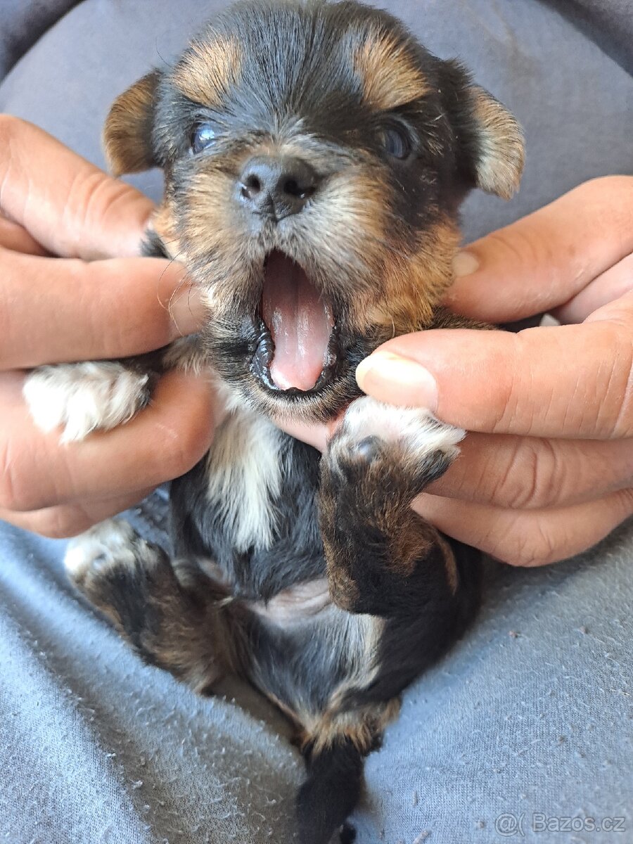 Yorkshire terrier bez PP