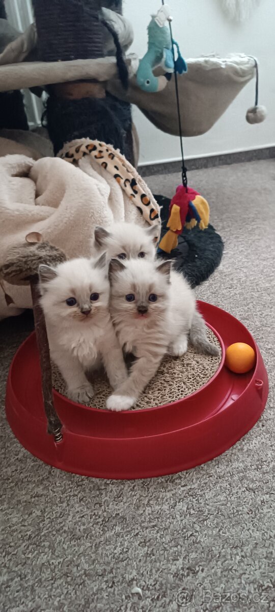 Koťátka Ragdoll