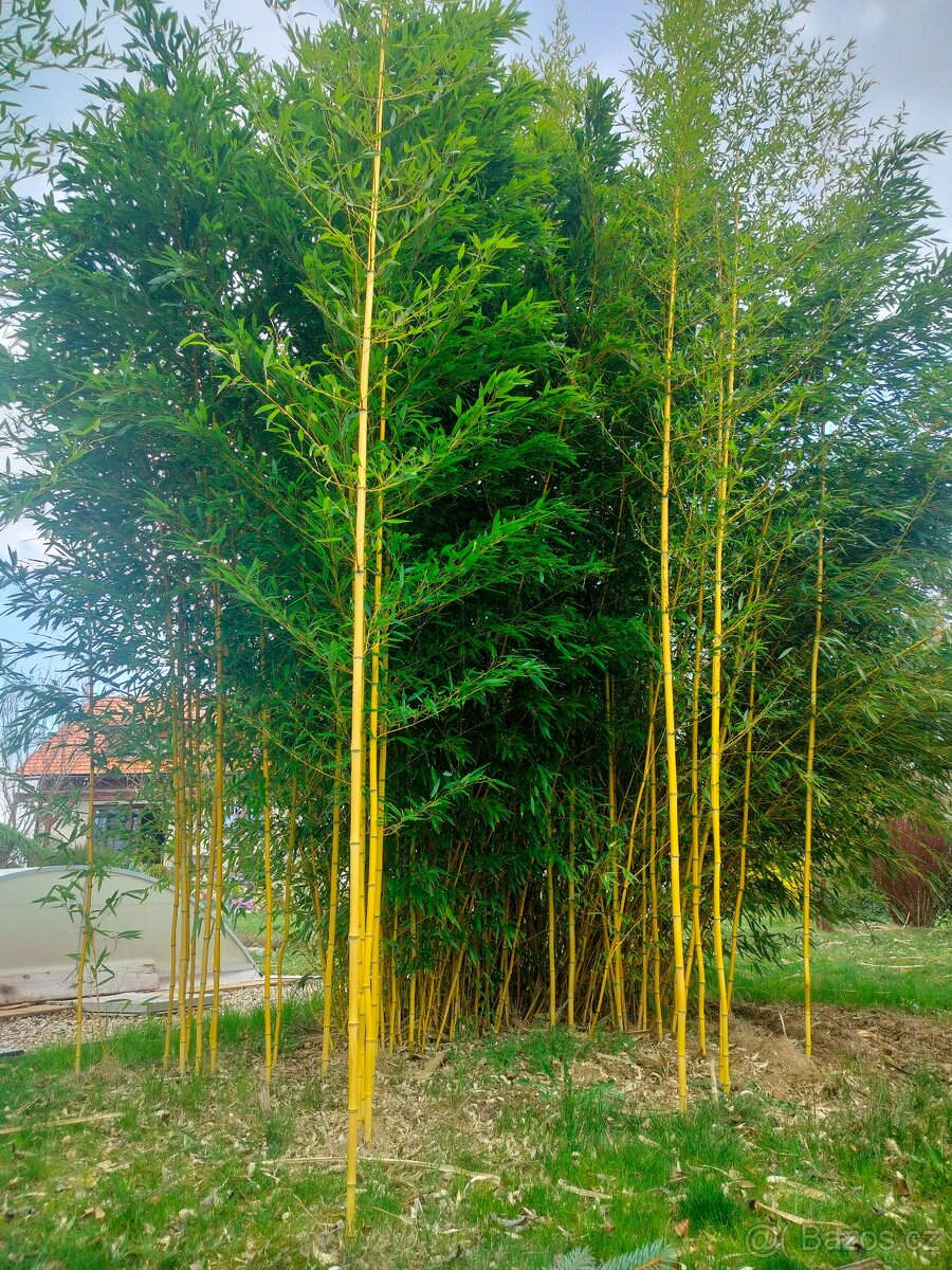 Žlutý bambus Phyllostachys