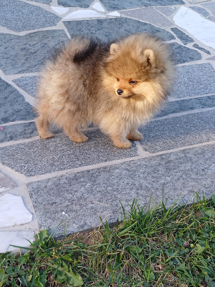 Prodám štěně s PP- plemeno POMERANIAN