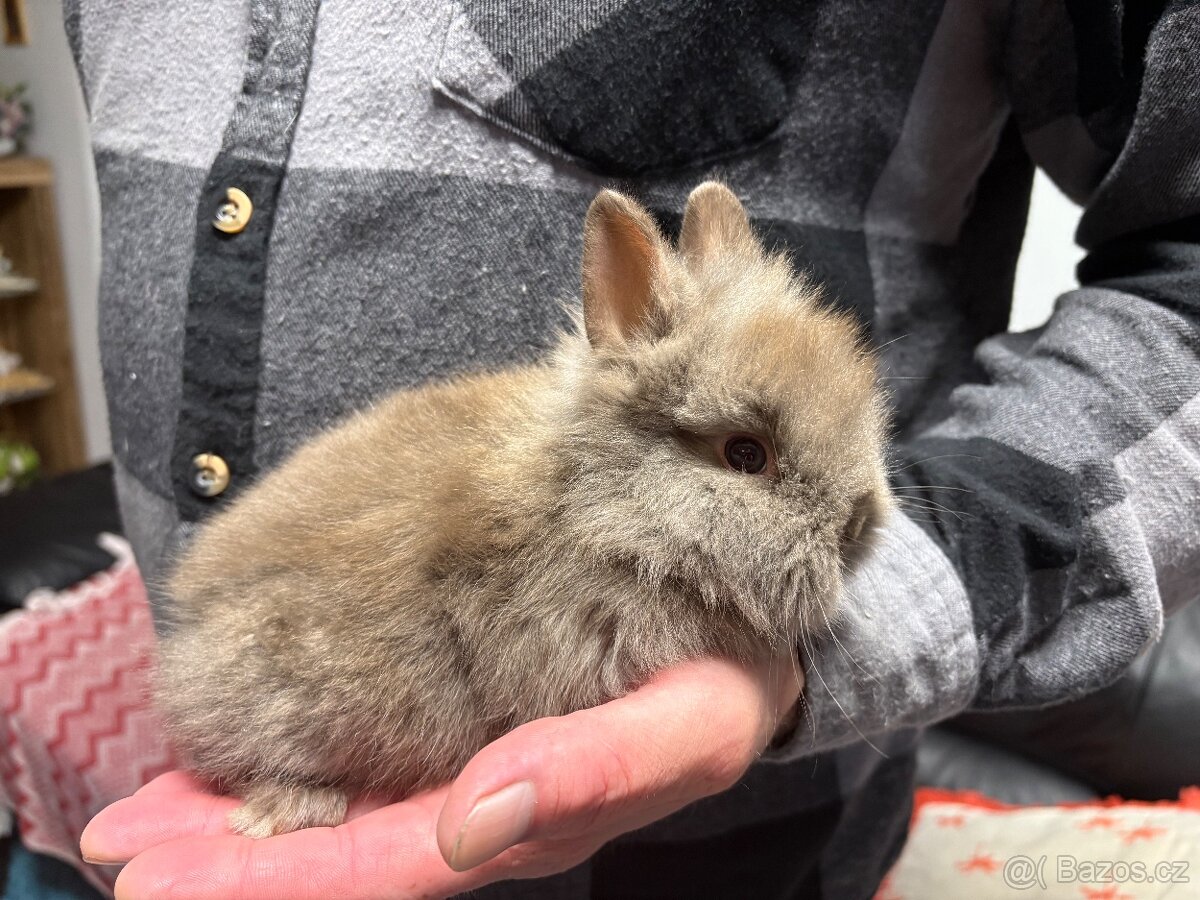 ♥️zakrslý králík-samičky s teddy genem již k odběru
