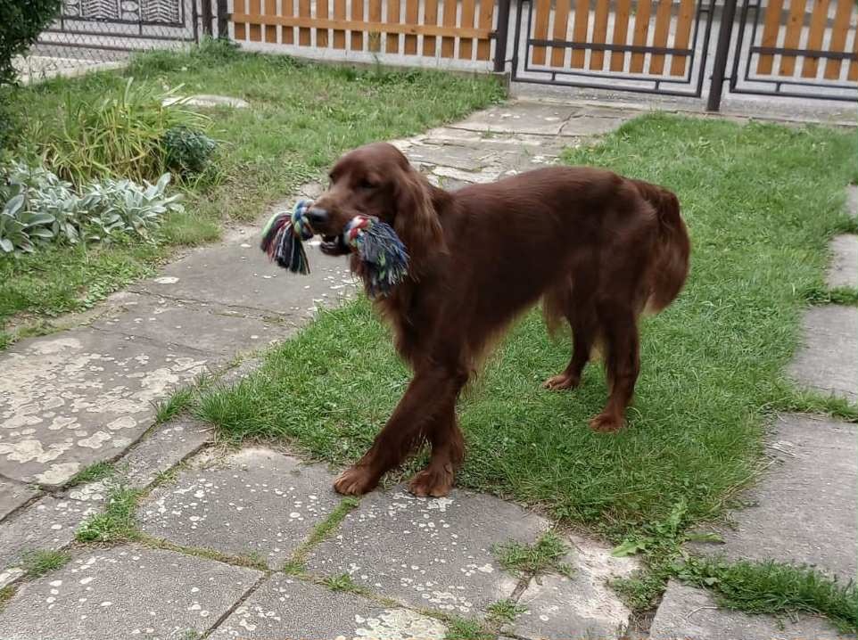 Irský setr - krytí