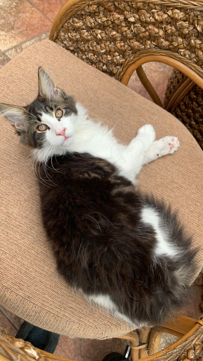 mainská mývalí kočka s PP - 5 měsíců