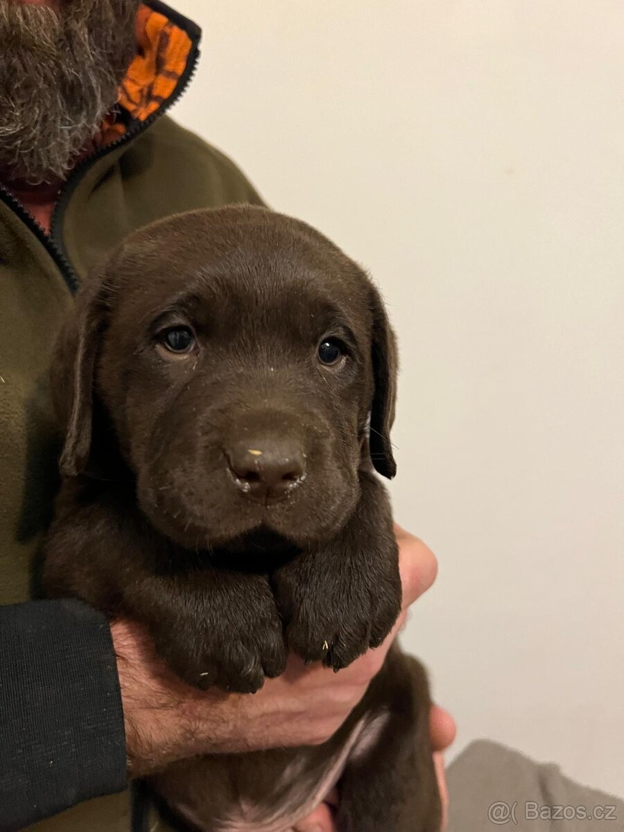 Labradorský retrívr - tmavě hnědá