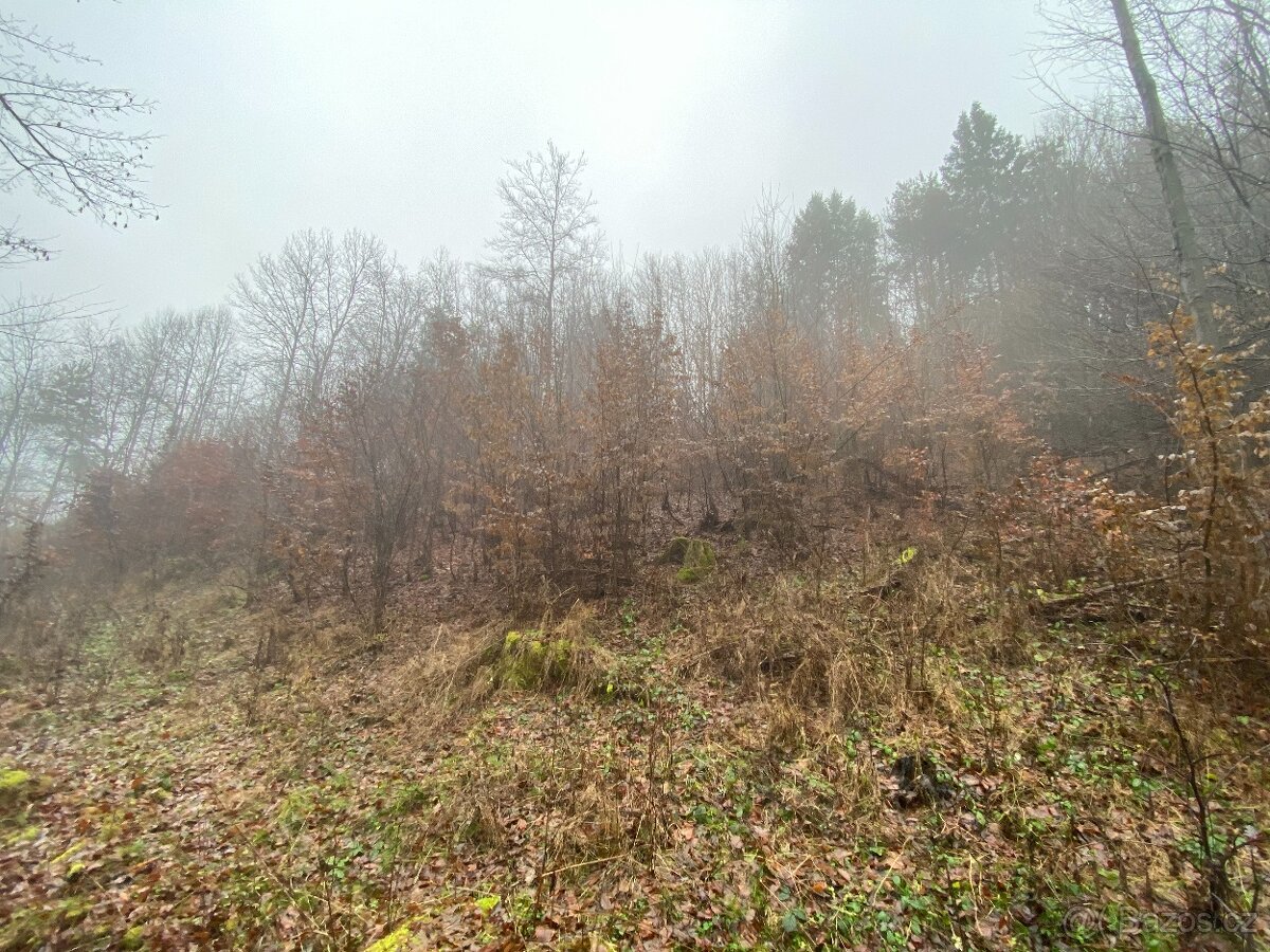 Lesní pozemek Jedlí