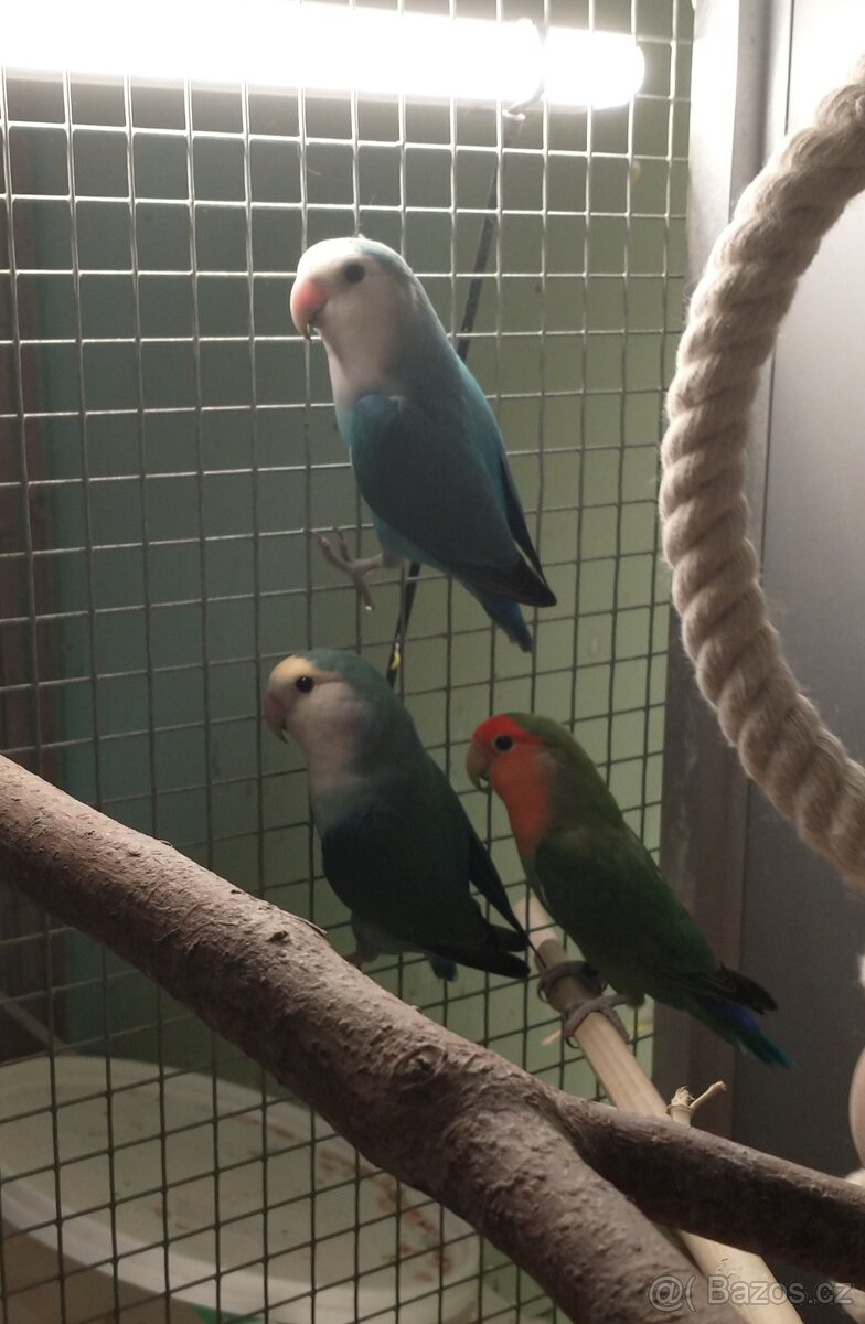 Agapornis rúžohrdlý
