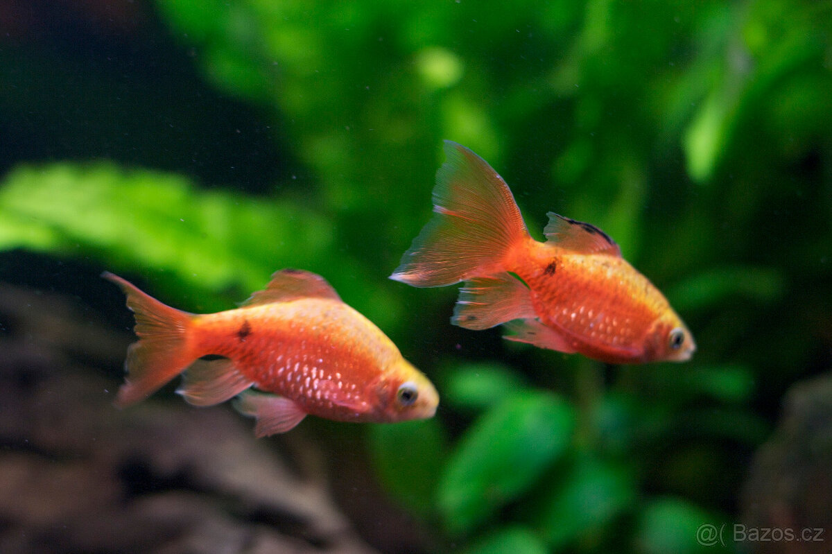 Parmička nádherná závojnatá | Puntius conchonius LF