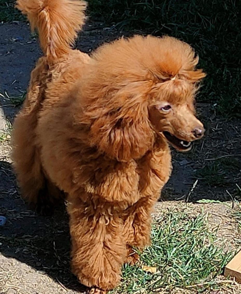 Pudl toy , pudlík, poodle toy s pp