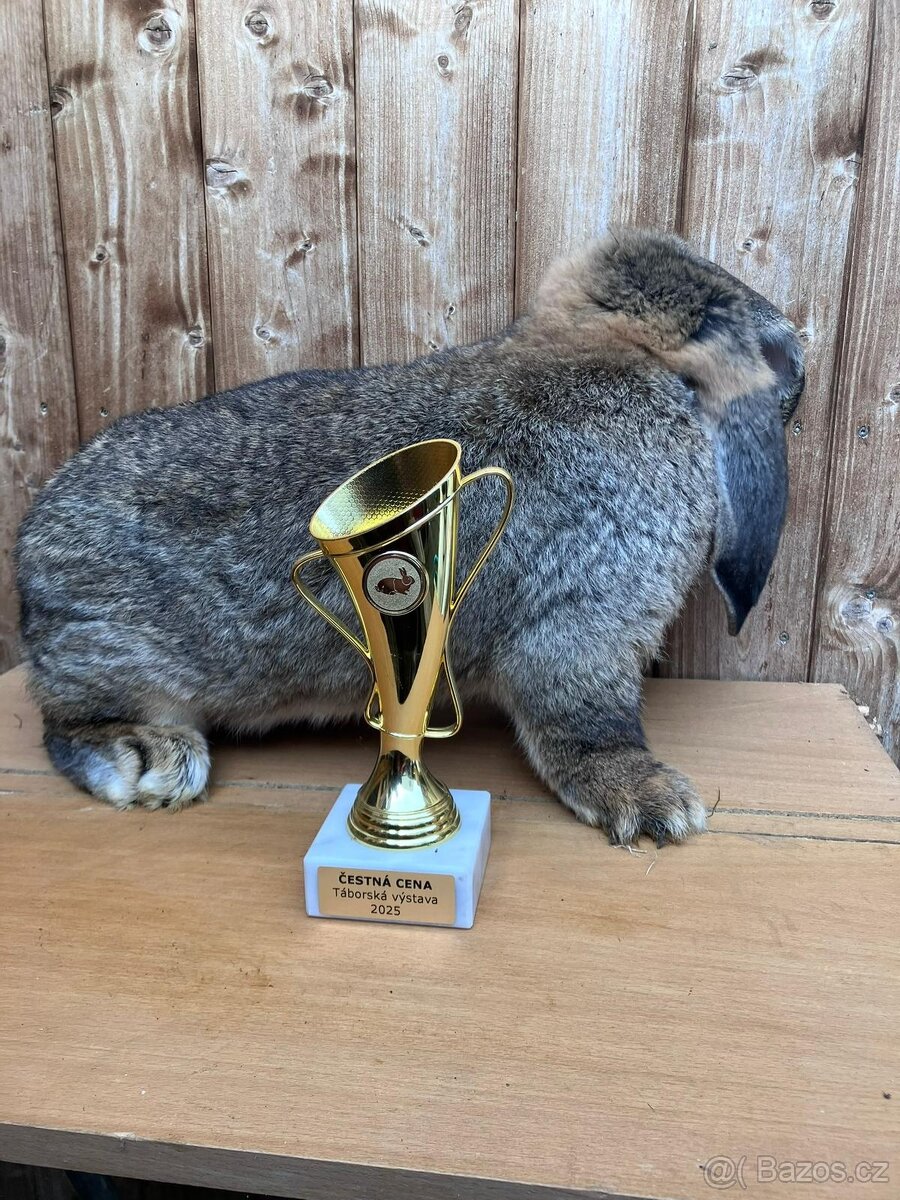 Francouzský beran s PP