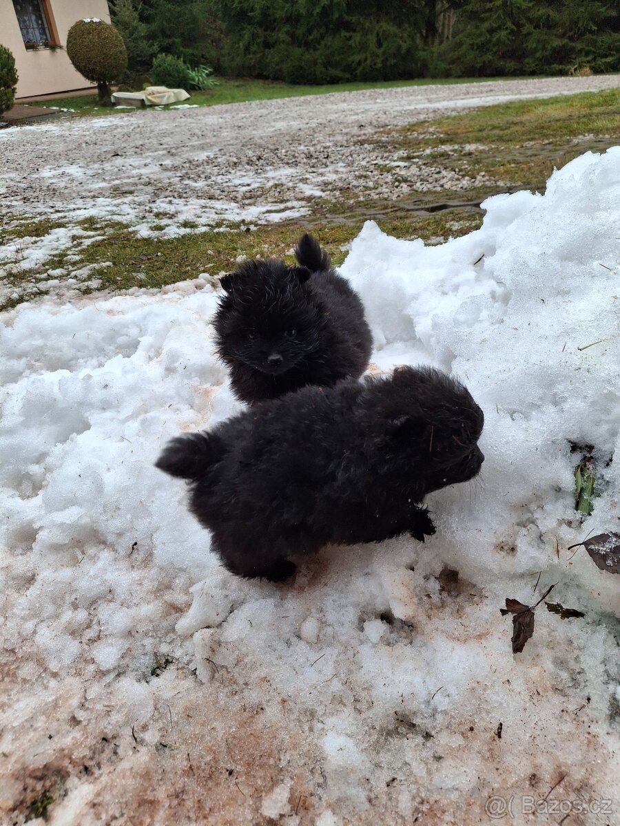 Německý špic pomeranian