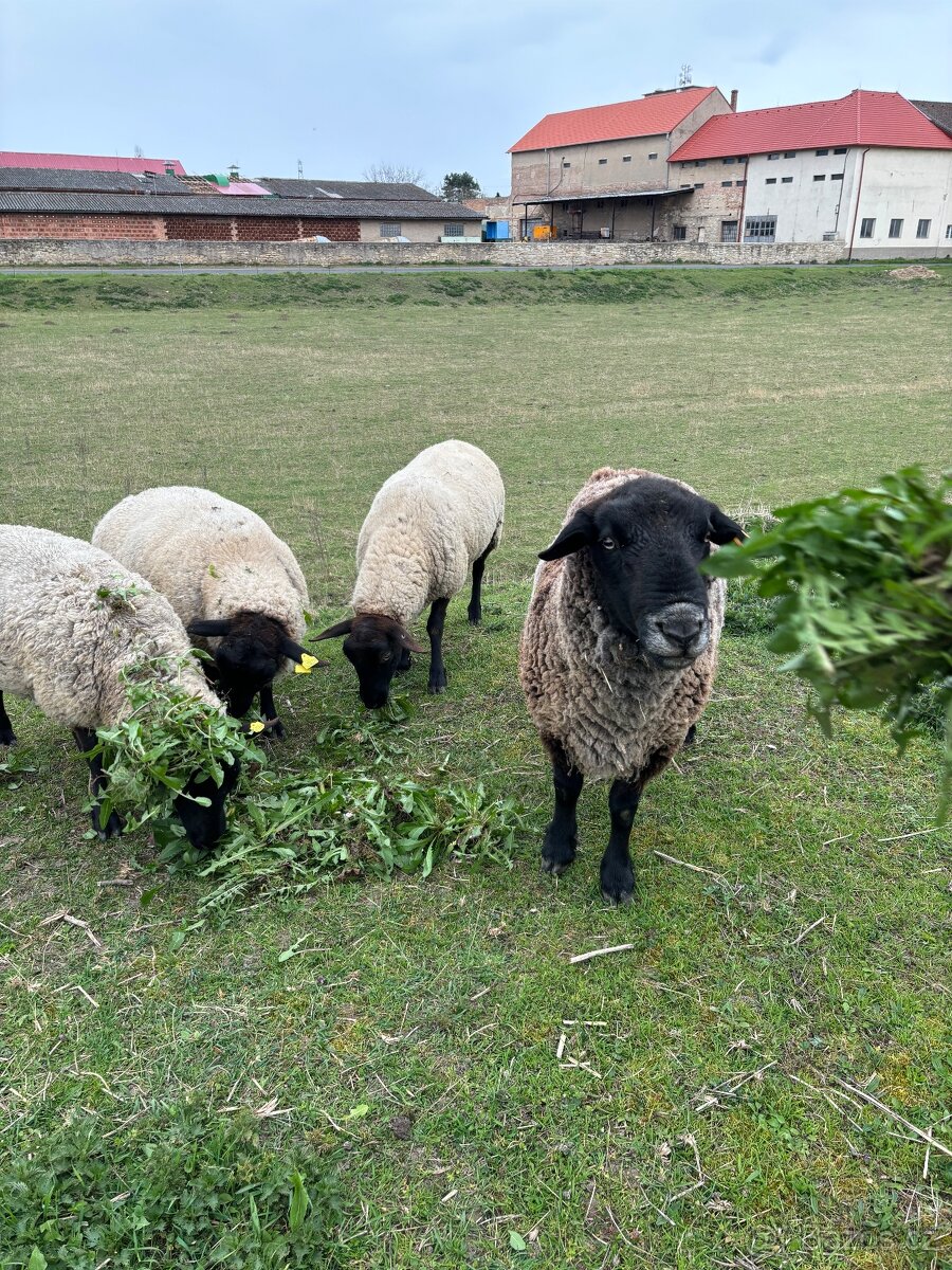 Prodám ovce Suffolk