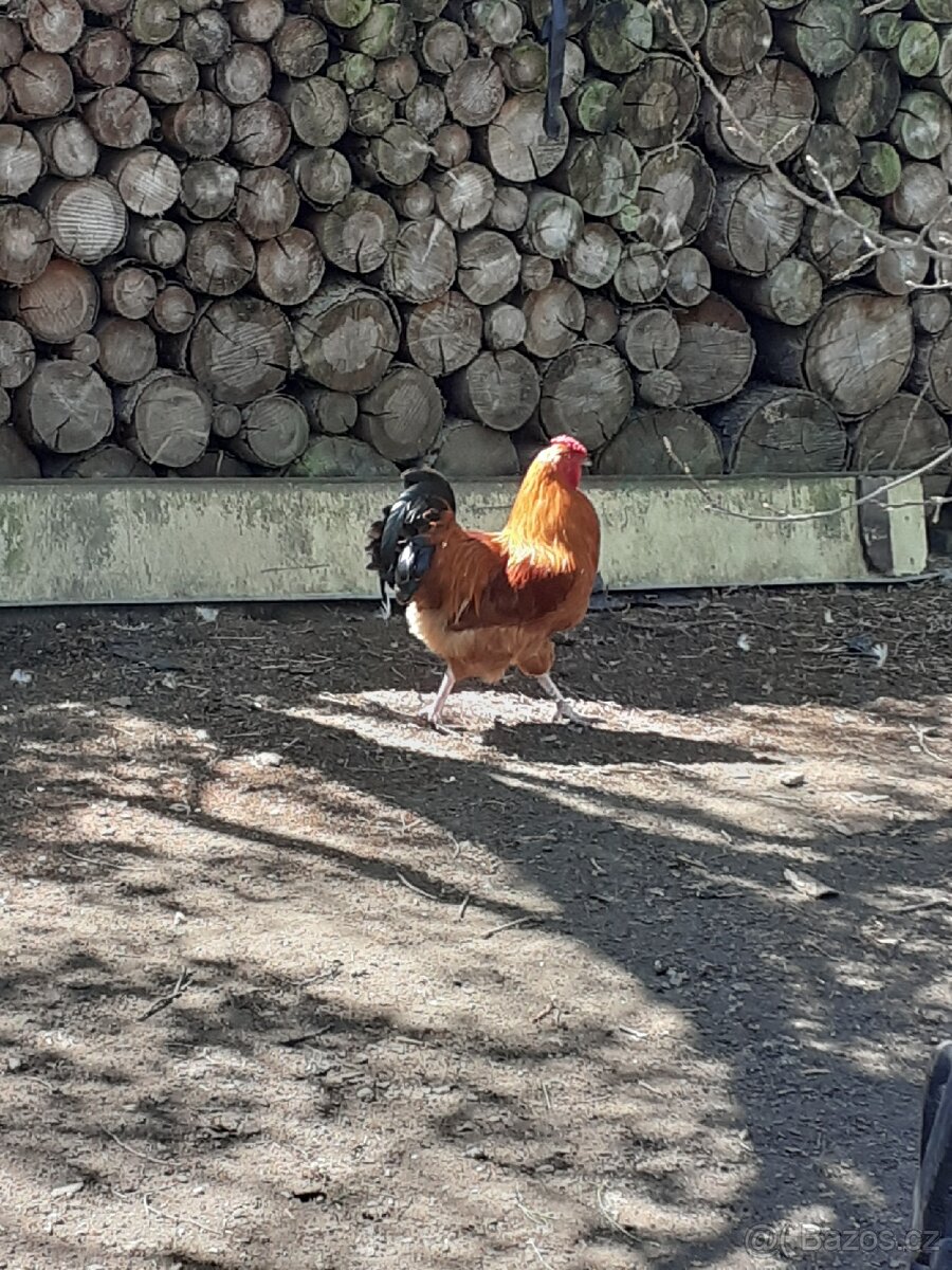 Kohouti