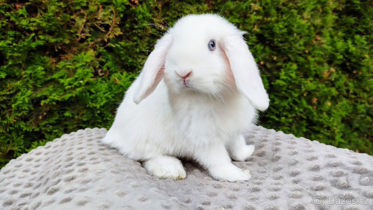 Zakrslý beránek, králíček, králík - TYMIÁN