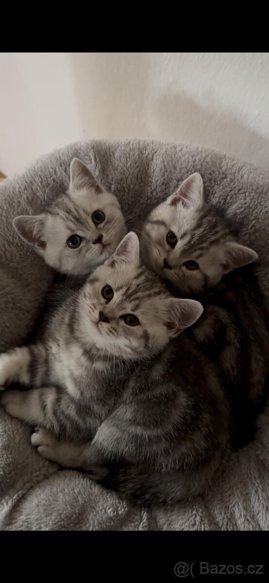Nabídka britských koťátek Whiskas