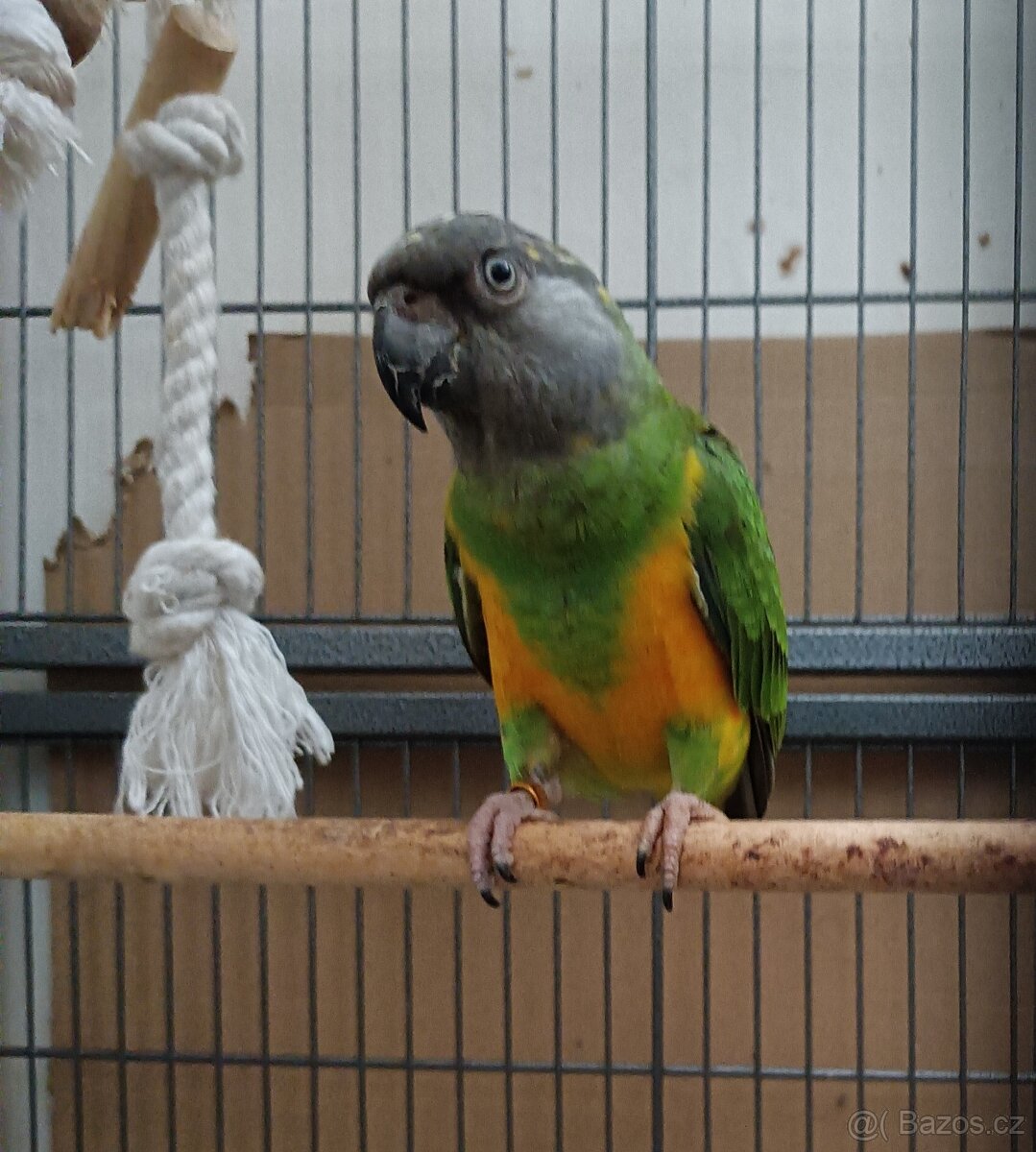 Papoušek senegalský