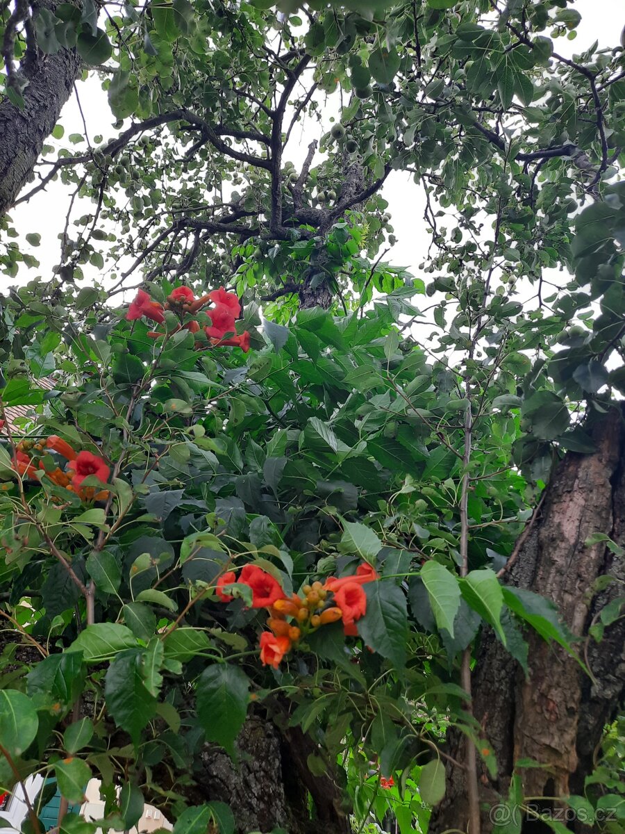 Trubač červenooranžový k pergole, zídce, plotu