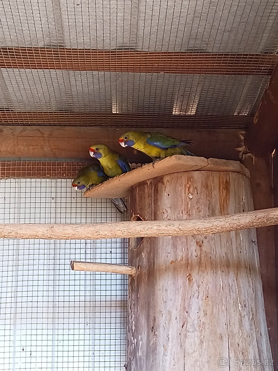 Koupím - výměním